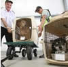 pets shipped as air cargo