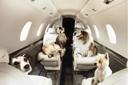Jet Charter Pets traveling in style