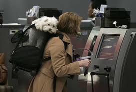 How do you ship your pet as cargo on Delta Airlines?
