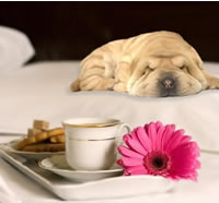 becoming a pet friendly hotel