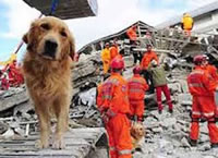 pet disaster preparedness