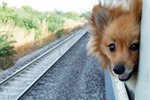 Train Pet Travel