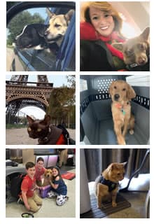 Pet Travel | Domestic & International Dog and Cat Transport