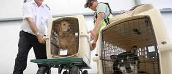 airline pet travel - flying your pet in the cargo hold