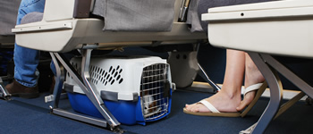 airline pet travel - flying in the cabin with your pet
