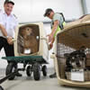 pet travel by air