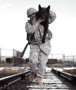 military pet travel