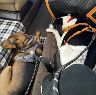 Cherie's pups on on a private jet charter