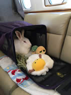 Kitty and bunnies on a private charter