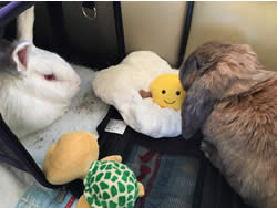 Kitty and bunnies on a private charter