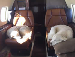 Maddie and Frankie relaxing on a private jet charter