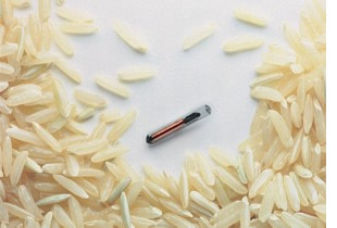 Datamars Pet Microchips are less than the size of a grain of rice.