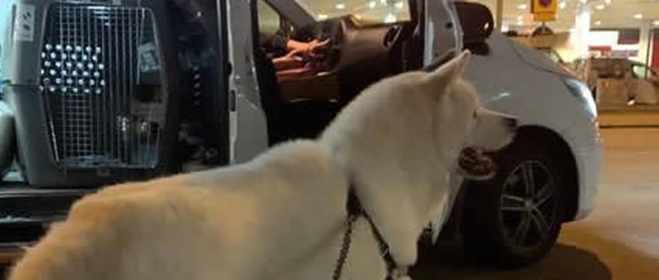 Pet Transporter shipping dog internationally