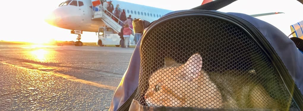 pet cat transiting airport