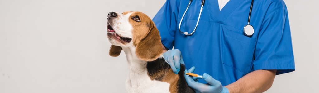dog being microchipped