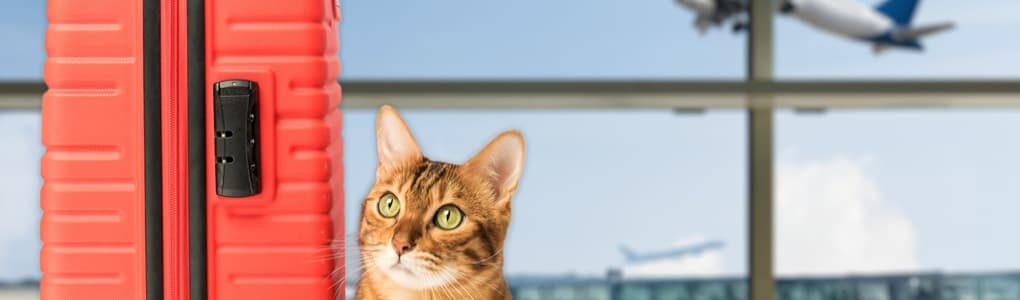 pet travel by air - cat in airport