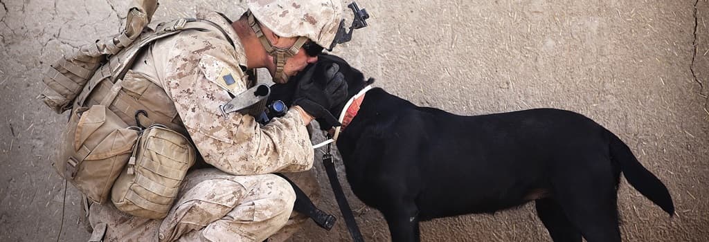Military soldier and dog