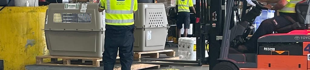 pets flying as air cargo