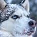Acclimation certificates for pets flying in cold weather
