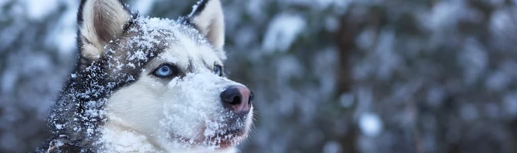 acclimation certificate for husky dog flying in cold weather