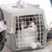 pet travel tips for flying cats and dogs