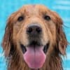 Dog in airport pet hotel pool