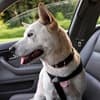 Pet seatbelts - buckle up for safety
