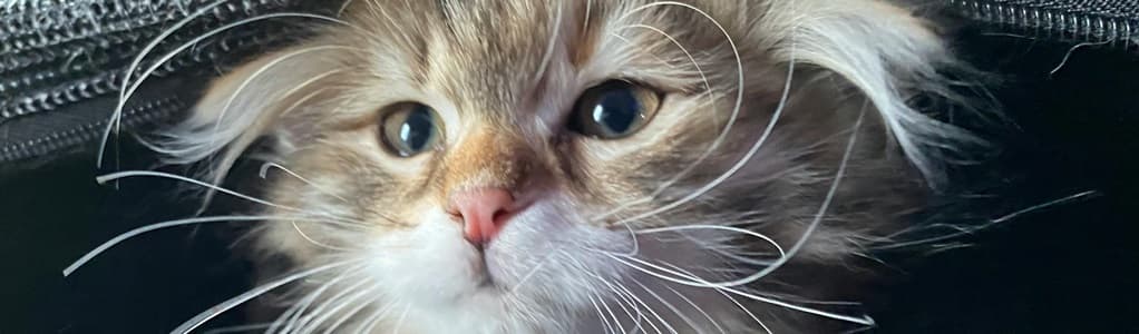 cat in airline pet carrier