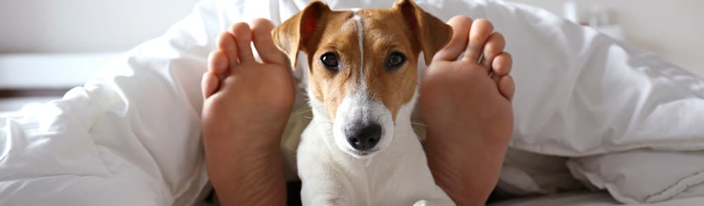 Hotel pet policies