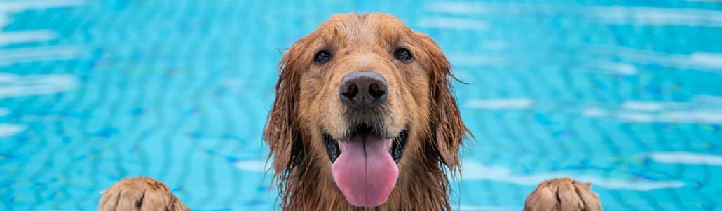 Dog in airport pet hotel pool