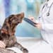 dog at veterinarian
