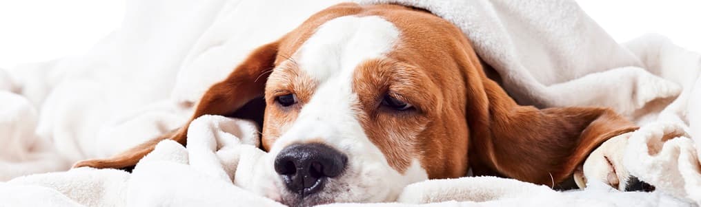 dog with flu