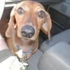 Driving with an anxious pet