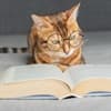 The history of pet travel