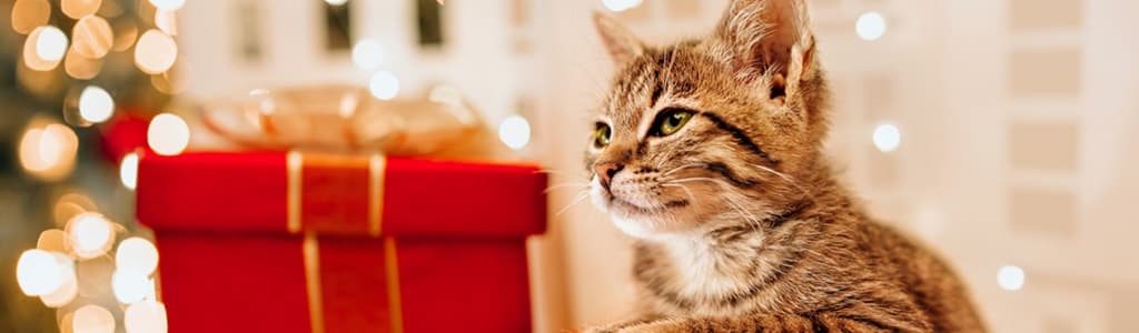holiday pet travel