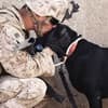Military pet transport