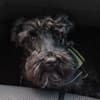 Pet carsickness - how you can help