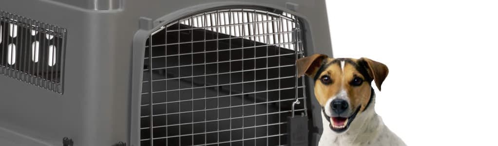 dog with pet crate