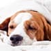 Dog with dog flu