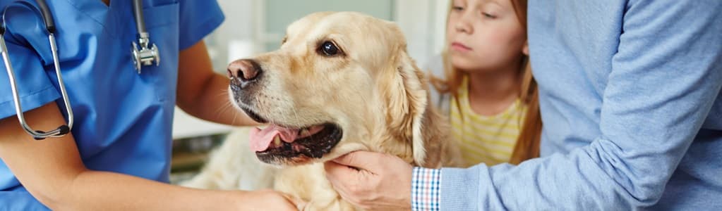 pet insurance veterinary care for dogs and cats