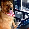 RV travel for pet lovers
