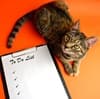 Pet travel checklist