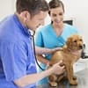 tips for happy vet visits
