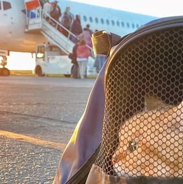 transiting a country with a pet