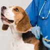 Why your pet needs a microchip