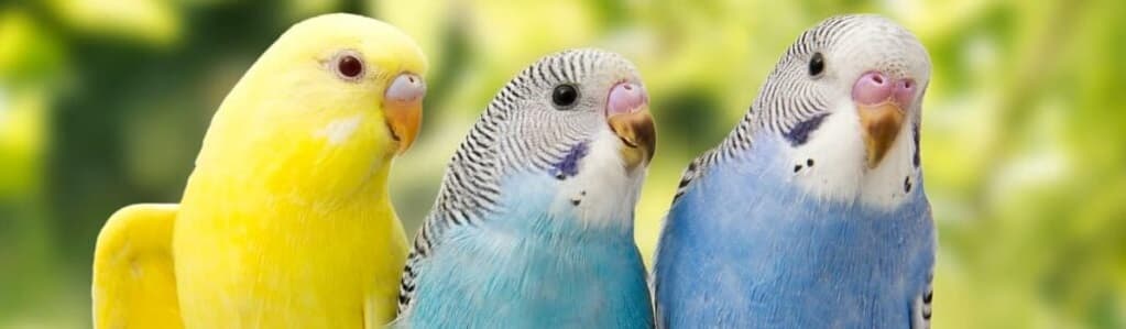 EU approved countries for the import of birds