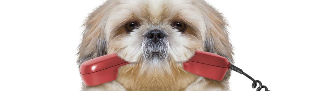 dog with phone