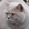 Getting your pet in shape to travel - fat cat