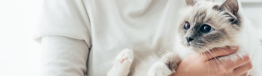 It's about us loving a kitty like our own.