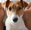 Pet friendly hotel pet policies